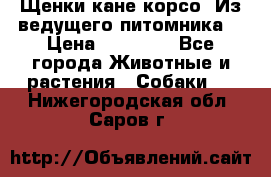 Щенки кане корсо! Из ведущего питомника! › Цена ­ 60 000 - Все города Животные и растения » Собаки   . Нижегородская обл.,Саров г.
